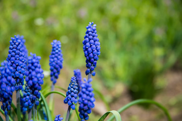 Blue spring flowers bells