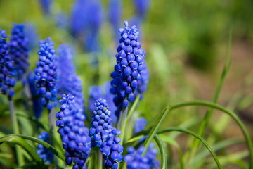 Blue spring flowers bells