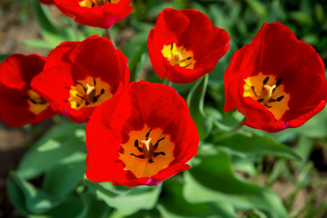 Obraz premium Red spring flowers tulips