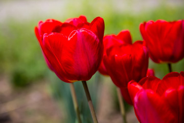 Fototapeta premium Red spring flowers tulips