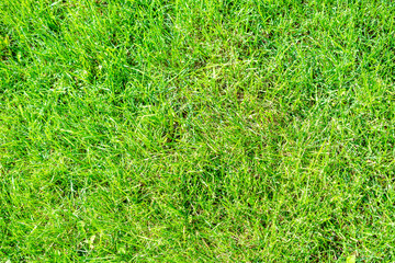Background of natural grass. Green fresh grass on a lawn, meadow, football field or golf course....
