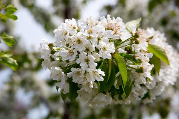 Cherry blossom white