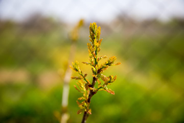 Young branch of an oak tree