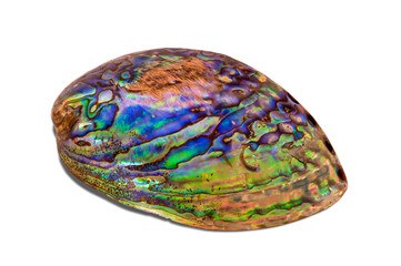 Blue-green color abalone shell isolated on white background