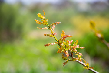 Young branch of an oak tree