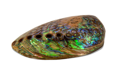 Shiny abalone shell photo isolated on white background