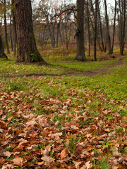 Fallen yellow leaves lie on the green grass in a clearing where trees grow and there is a path