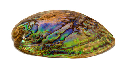Multi-color abalone shell isolated on white background
