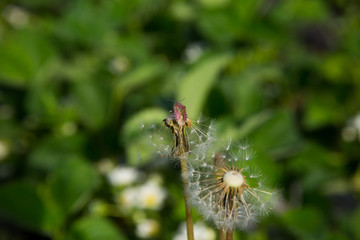 blooming of a dandelion