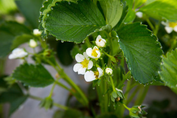 Blossoming of a strawberry