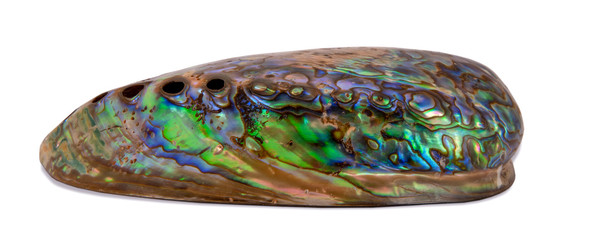 Abalone shell side view, isolated on white background