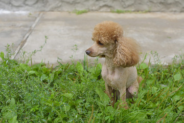 young apricot poodle