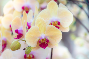Fresh bright sweet colorful of Yellow orchid flower, Beautiful nature background
