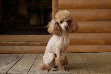 young apricot poodle