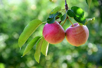 Zwei reife rote Äpfel an einem Ast, freigestellt vor grünen Hintergrund