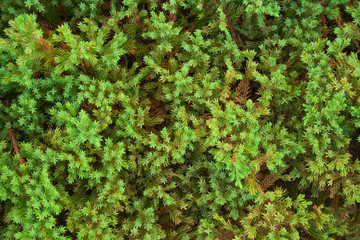 Green juniper background