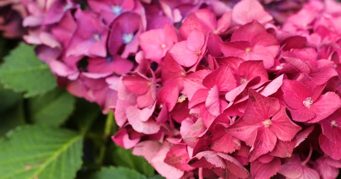Close up of mottion of pink blooming flower of hydrangea or hortensia. Close up of flowers outdoors on windy place. Blur background.