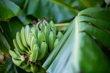 Banana bunch. Branch with bananas