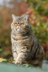 Exotic Shorthair cat sitting in an autumnal garden