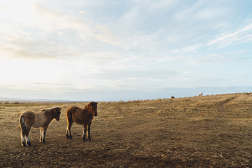 Two little iceland horses