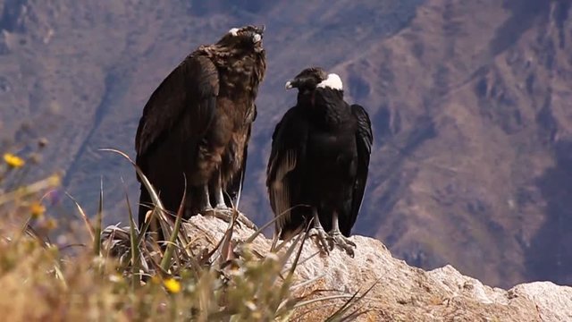 pair of Andean condors(Vultur gryphus) sitting on a rock, Colca, Peru