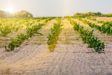 Fototapeta na wymiar Accurate smooth rows of vineyard on a vine farm, farmer field