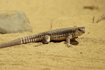 A very small Dipsosaurus dorsalis standing on hot sand in  USA
