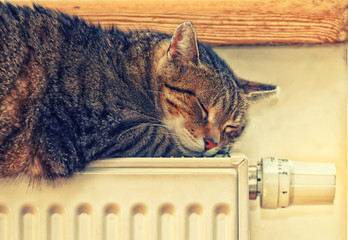 A tiger cat relaxing on a warm radiator
