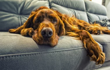 chien dort sur un canapé