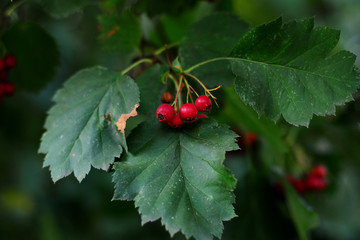 spring wild apples in green foliage