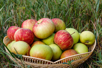 Fresh ripe apples in basket on the green grass