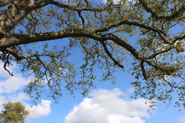 Tree canopy against blue sky