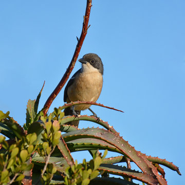 Southern Boubou