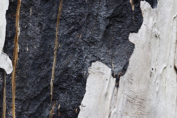 black-and-white background of charred wood