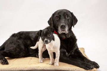An elderly black labrador bitch and her new 3 month old Jack Russell cross puppy friend watch alertly for instruction while they pose on a white seamless background in the studio