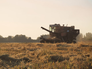Combine harvester harvest ripe wheat on field