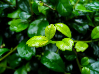 Fototapeta na wymiar green leaf in rain forest