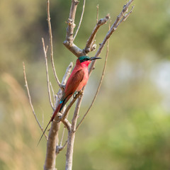 Southern Carmine Bee-eater