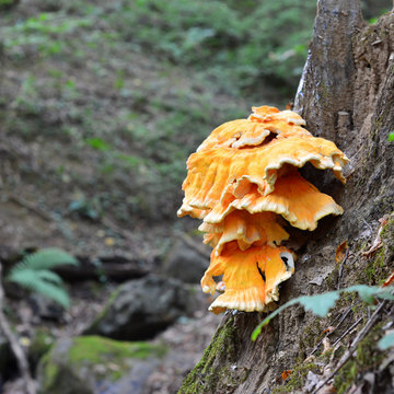 laetiporus sulphureus mushroom
