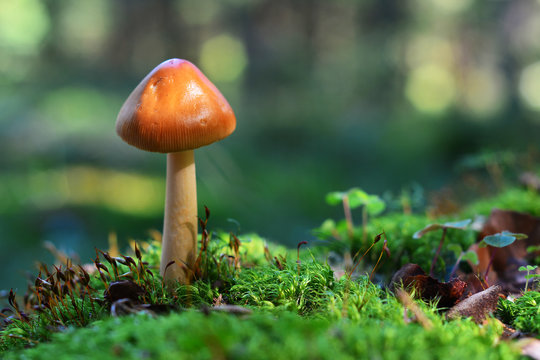 Amanita fulva mushroom