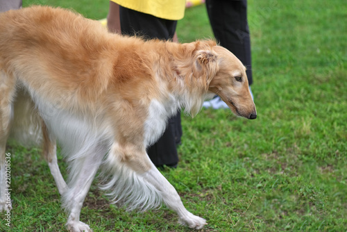 Greyhounds A Breed Of Thin Dogs With Long Legs Close Up Stock
