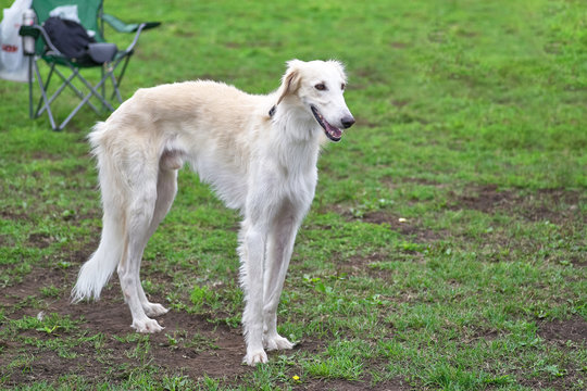 Long haired greyhound cheap