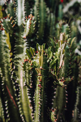 Succulent Candelabra cactus close up, growing in Asia, Vietnam