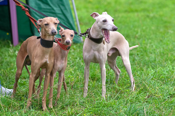 three Leverette dogs look at the camera close-up