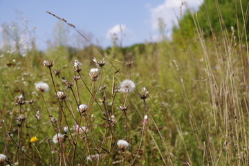 bright field of flowers close-up