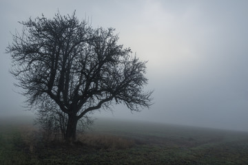 Alone tree in the December cold mist