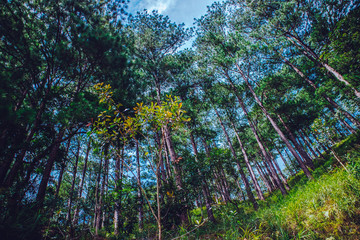 Fototapeta premium Tree forest natural background, asian forest in Da Lat, Vietnam