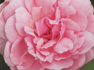 rose flower in green background