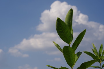 bright field of flowers close-up