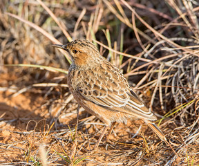 Spike-heeled Lark